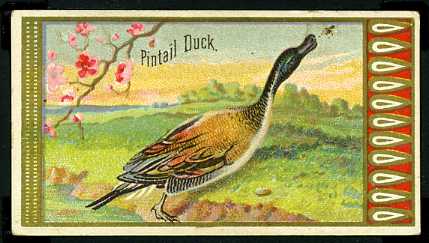 N13 33 Pintail Duck.jpg